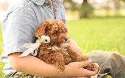 Toy Poodle dogs for sale: Reese - Image 2