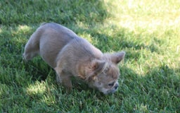 French Bulldog dogs for sale: French Bulldog 2 puppies - Image 6