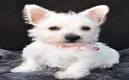 West Highland Terrier dogs for sale: Oona - Image 3