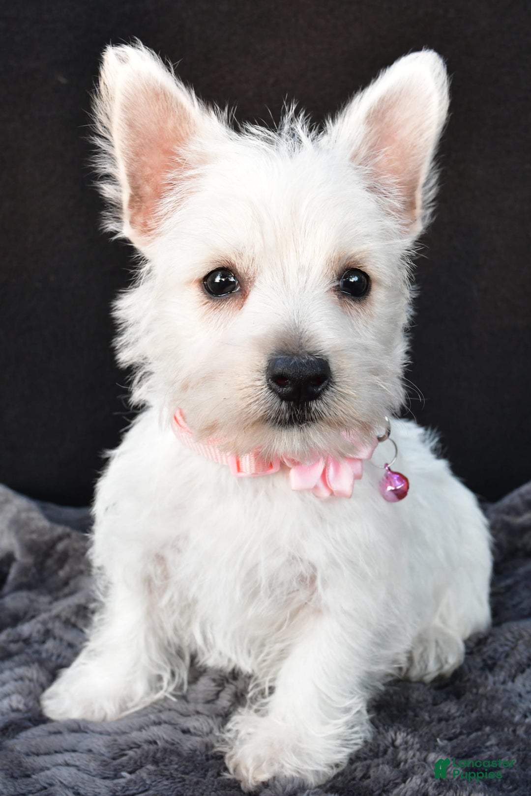 West Highland Terrier dogs for sale: Oona - Image 3