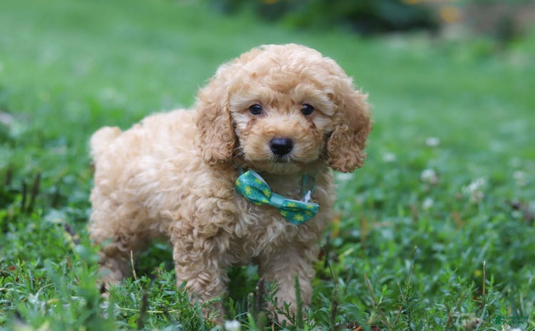 Miniature Poodle dogs for sale - Ad 5