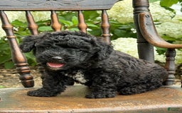 Goldendoodle dogs for sale: Babbles - Image 6