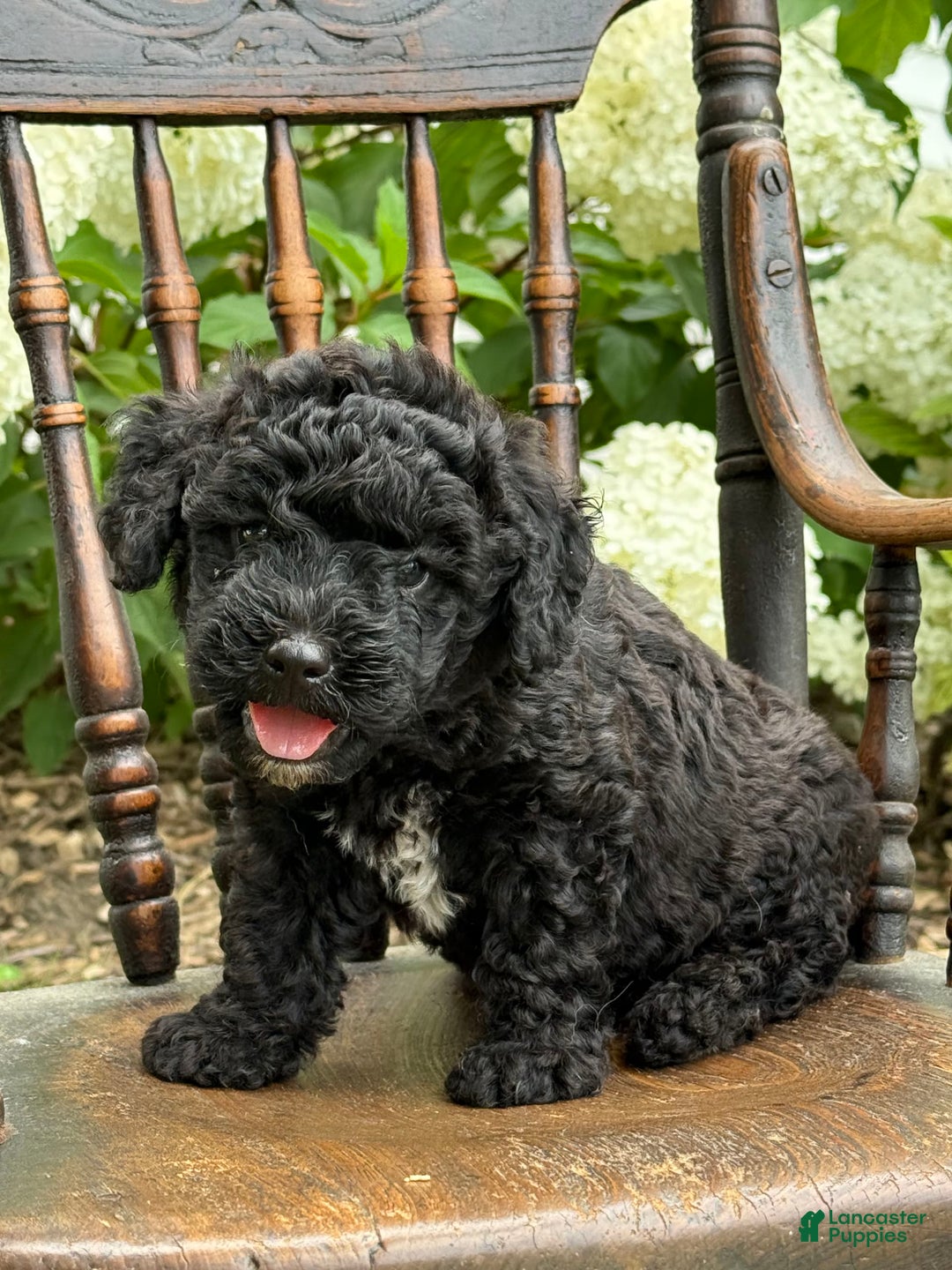 Goldendoodle dogs for sale: Babbles - Image 6