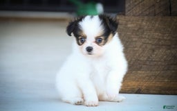Papillon dogs for sale: Lavender - Image 9