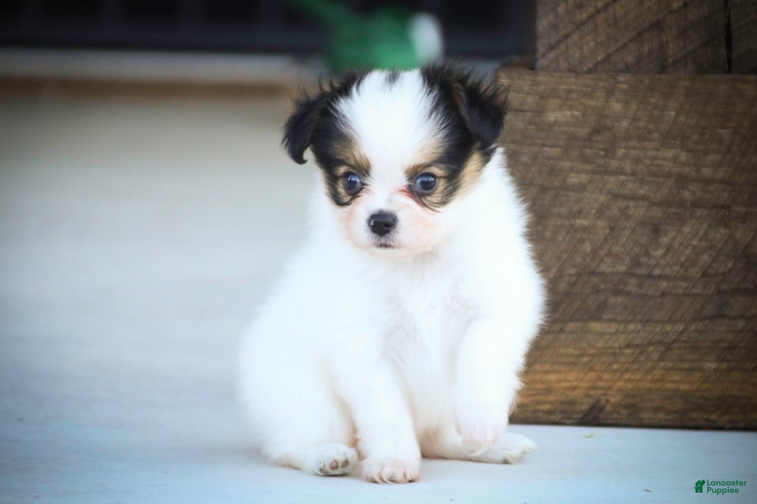 Papillon dogs for sale: Lavender - Image 9