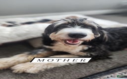 Bernedoodle dogs for sale: Denver - Image 9