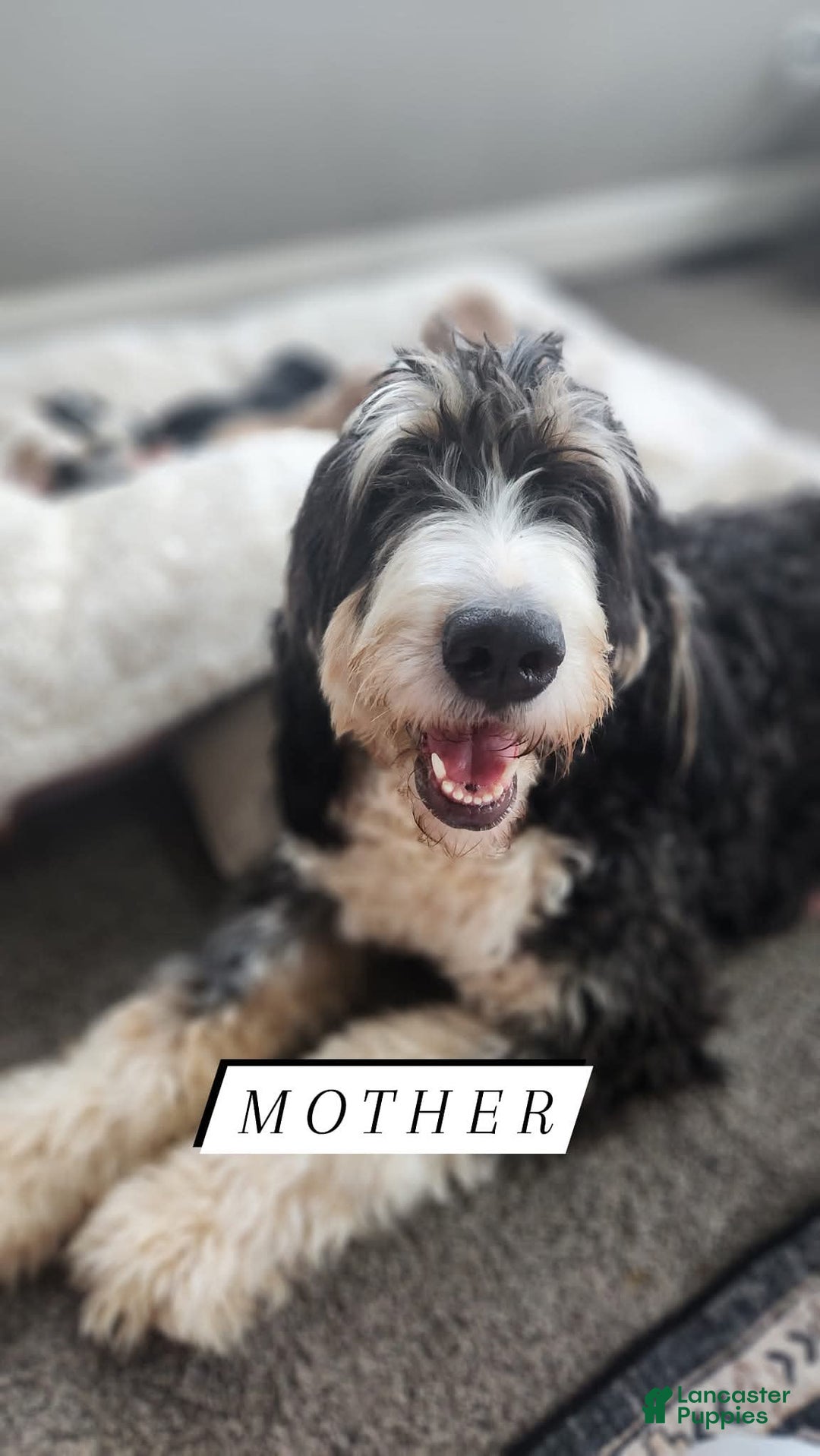 Bernedoodle dogs for sale: Denver - Image 9