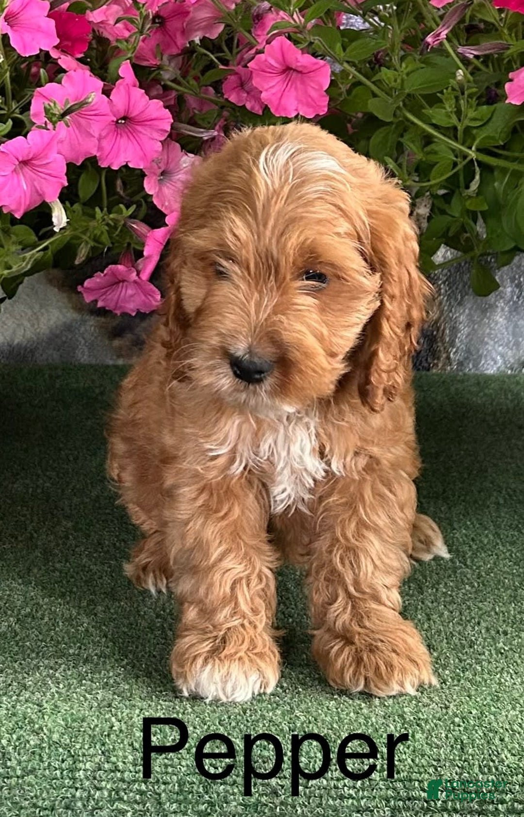 Cockapoo dogs for sale: Pepper - Image 2