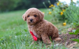 Maltipoo dogs for sale: Shiloh - Image 12