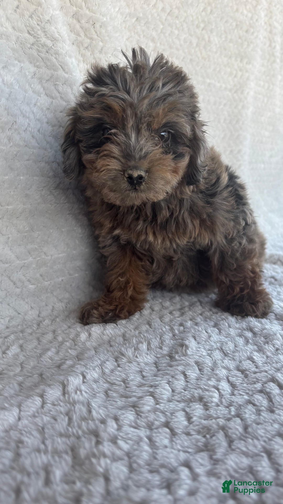 Mini Aussiedoodle dogs for sale: Holly - Image 5
