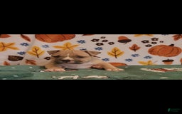 American Bully dogs for sale: National Champion Jack - Image 22