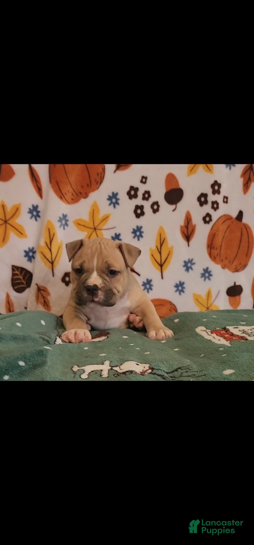 American Bully dogs for sale: National Champion Jack - Image 22