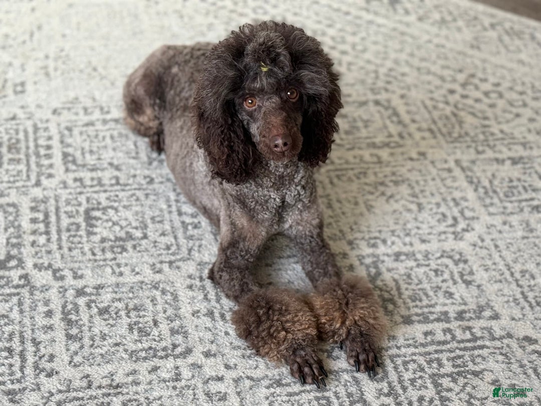 Standard Poodle dogs for sale: Amos - Image 13