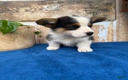 Welsh Corgi Pembroke dogs for sale: Chuck - Image 1