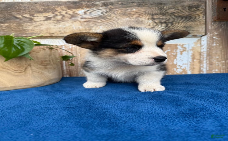 Welsh Corgi Pembroke dogs for sale - Ad 1