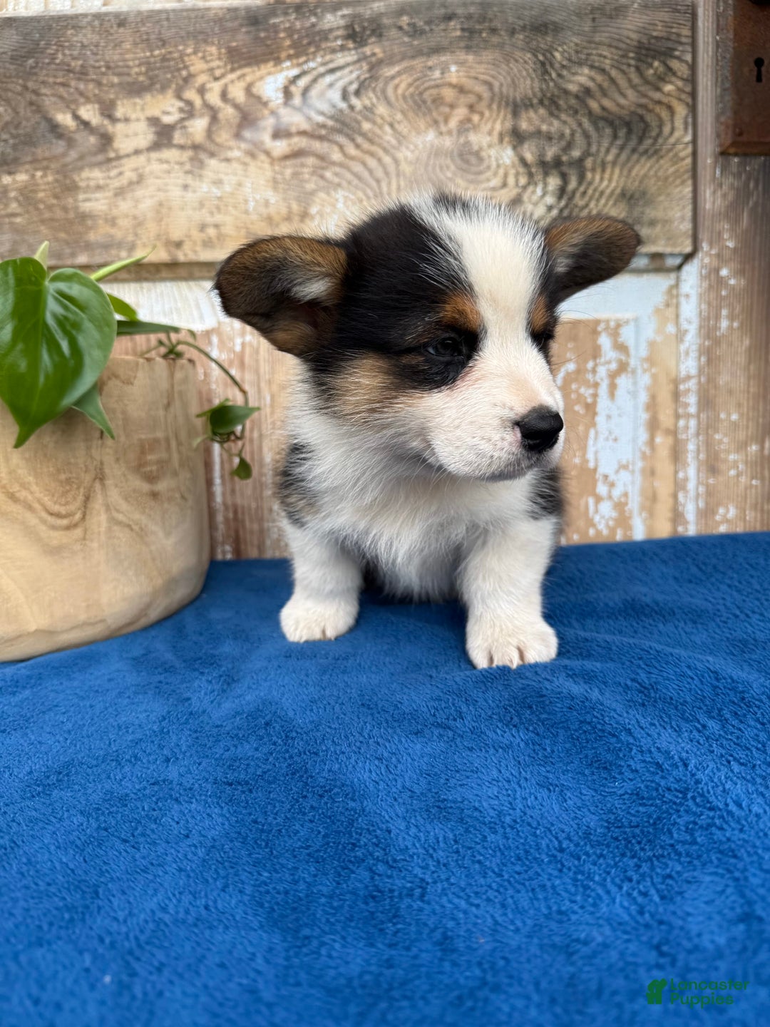 Welsh Corgi Pembroke dogs for sale: Chuck - Image 1