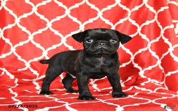 Pug dogs for sale: Leo - Image 1