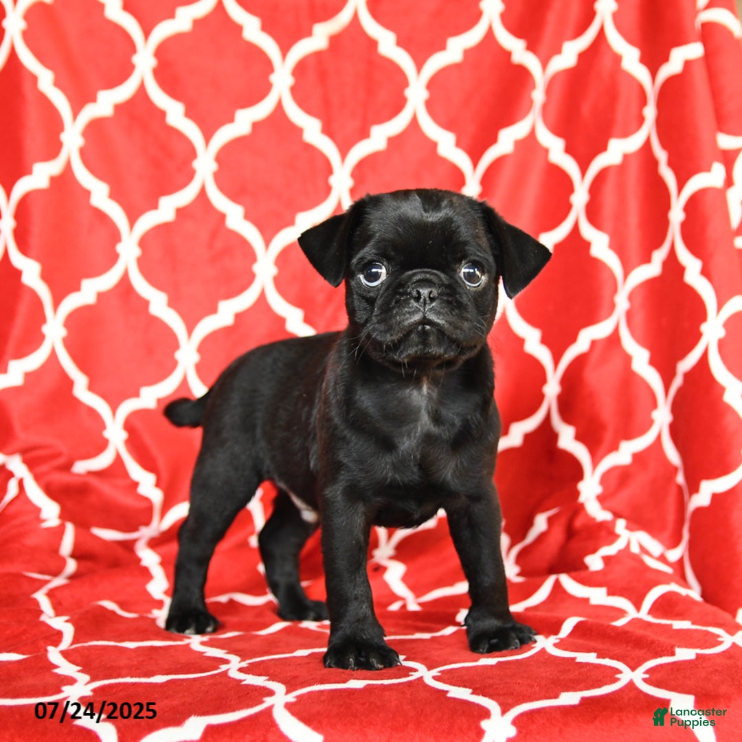 Pug dogs for sale: Leo - Image 1