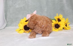 Miniature Poodle dogs for sale: Vanessa - Image 6