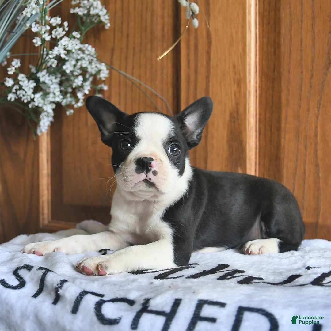 Boston Terrier dogs for sale: Honey - Image 1