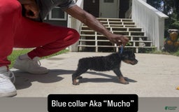 Rottweiler dogs for sale: Blue Collar - Image 4