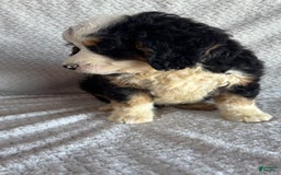Mini Bernedoodle dogs for sale: Marshall - Image 9
