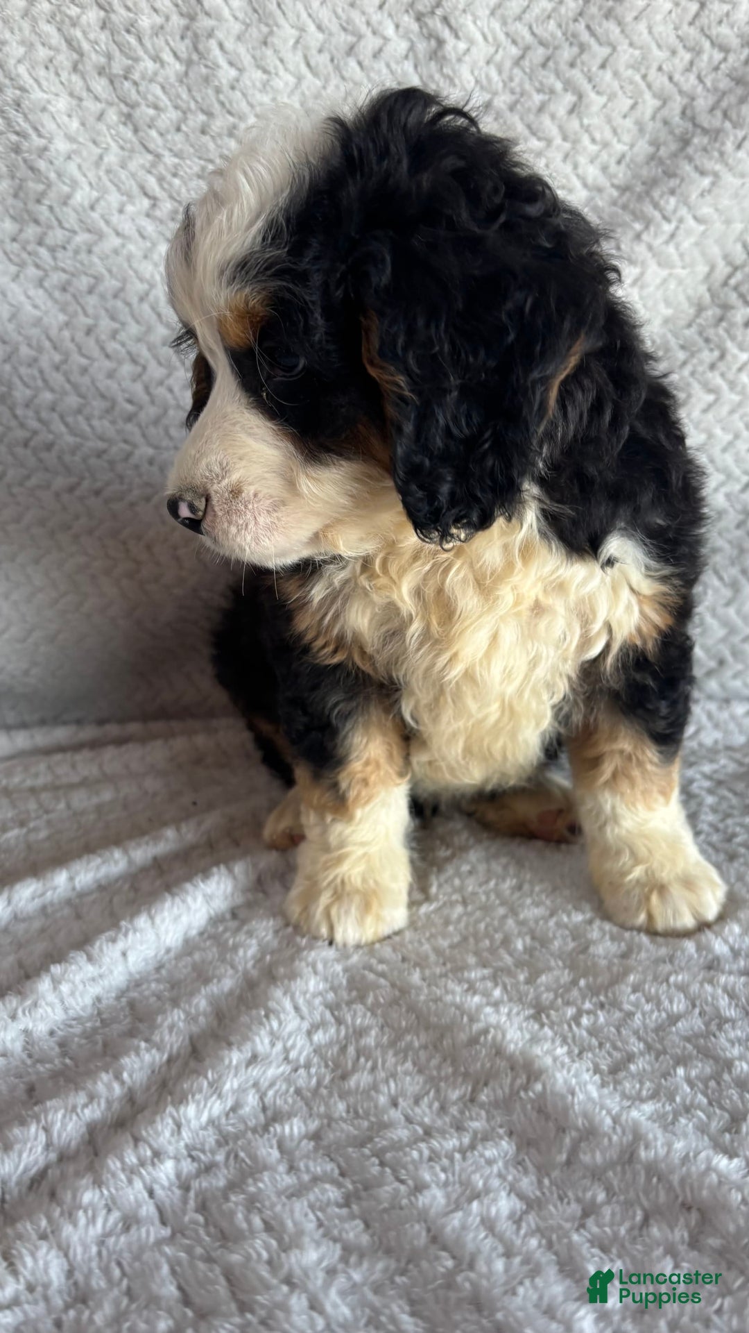 Mini Bernedoodle dogs for sale: Marshall - Image 9