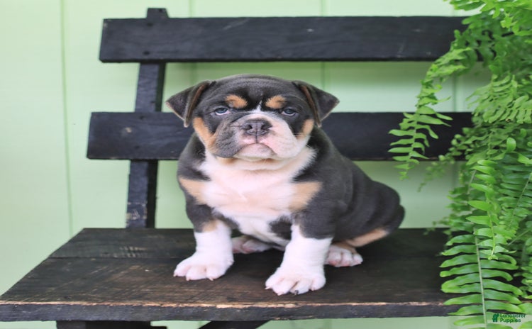 Olde English Bulldogge dogs for sale - Ad 5