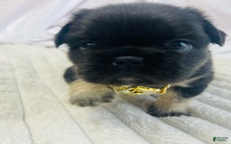 French Bulldog dogs for sale: Gotti - Image 2