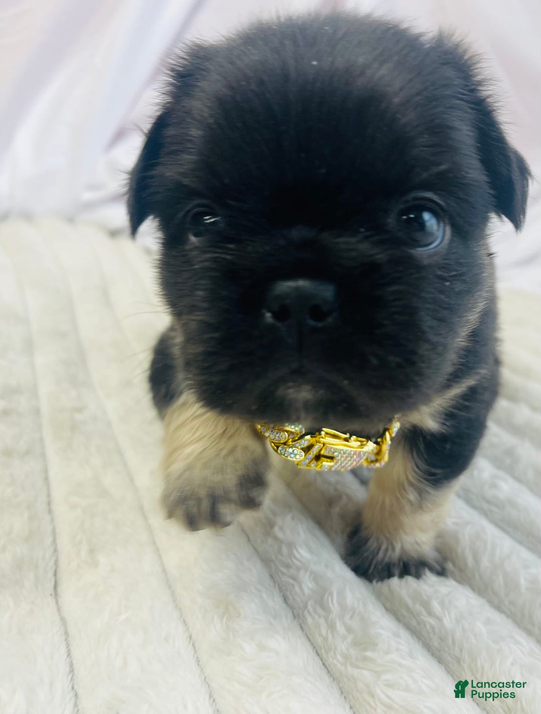 French Bulldog dogs for sale: Gotti - Image 2