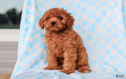 Cavapoo dogs for sale: Brady - Image 3