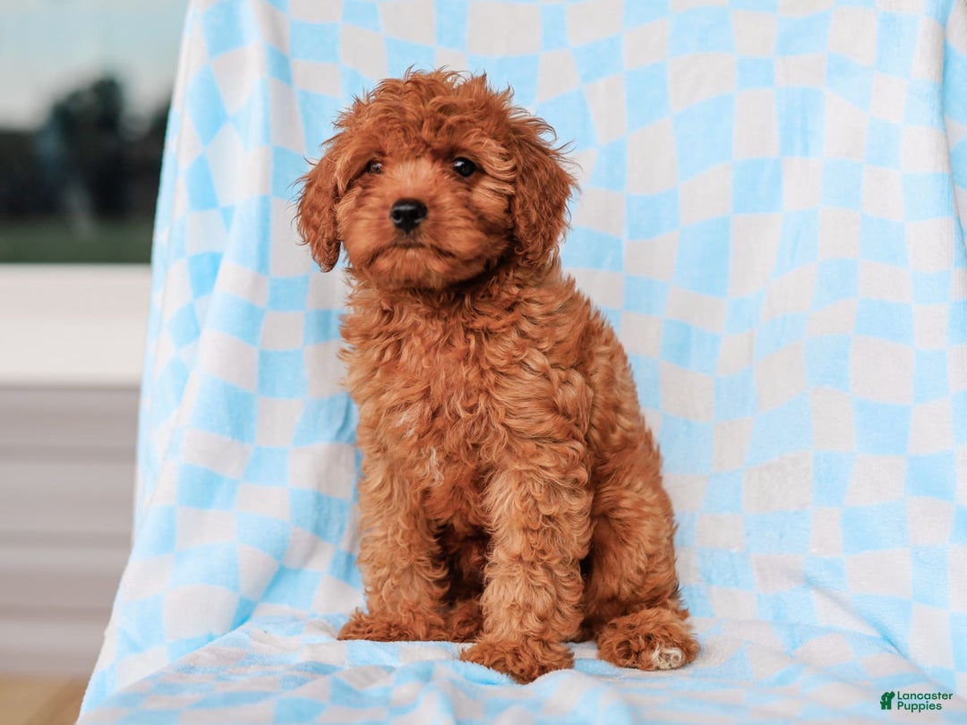 Cavapoo dogs for sale: Brady - Image 3