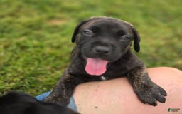 Cane Corso dogs for sale: Bear - Image 2