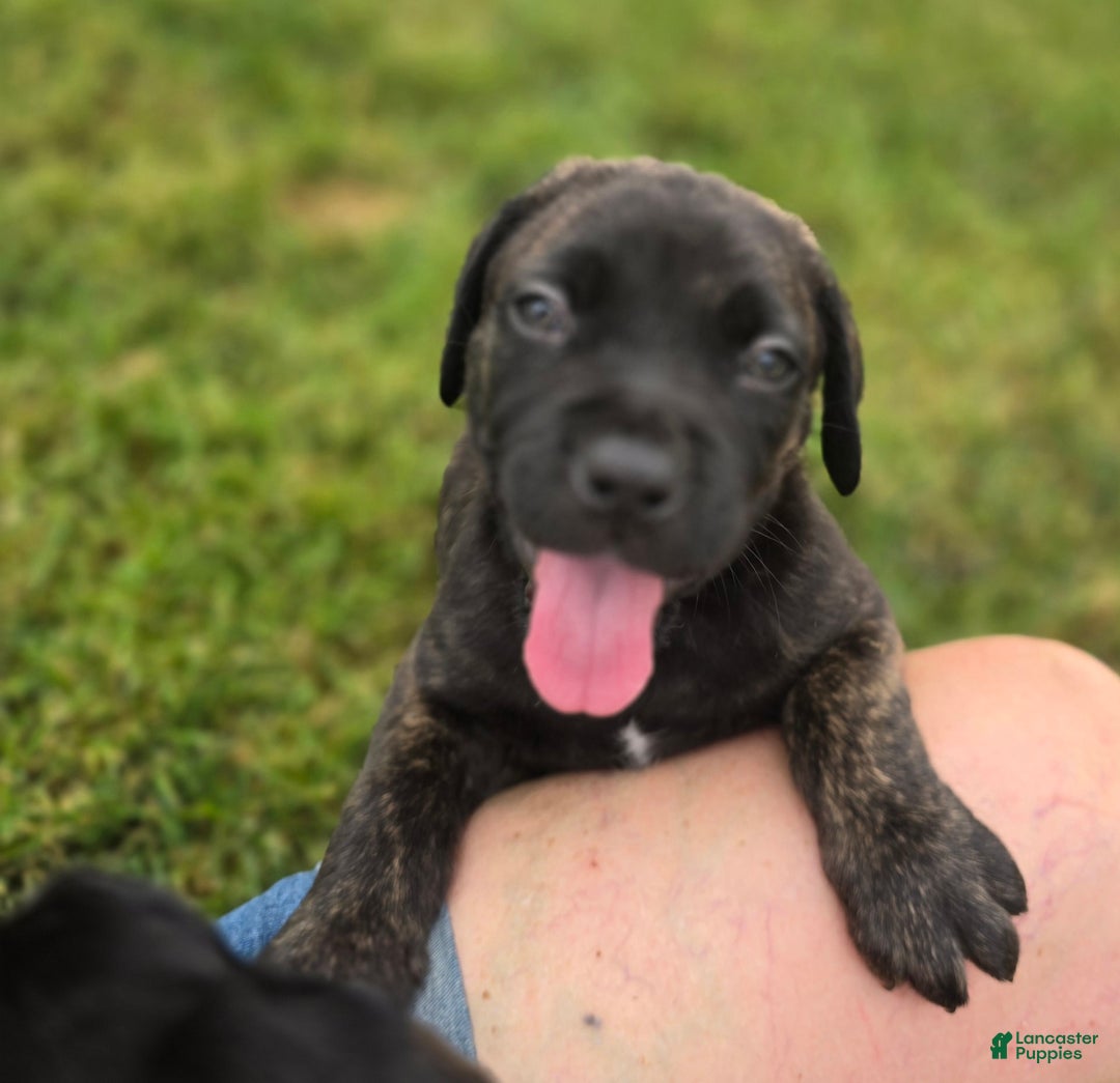 Cane Corso dogs for sale: Bear - Image 2