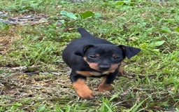 Miniature Pinscher dogs for sale: Violet - Image 6