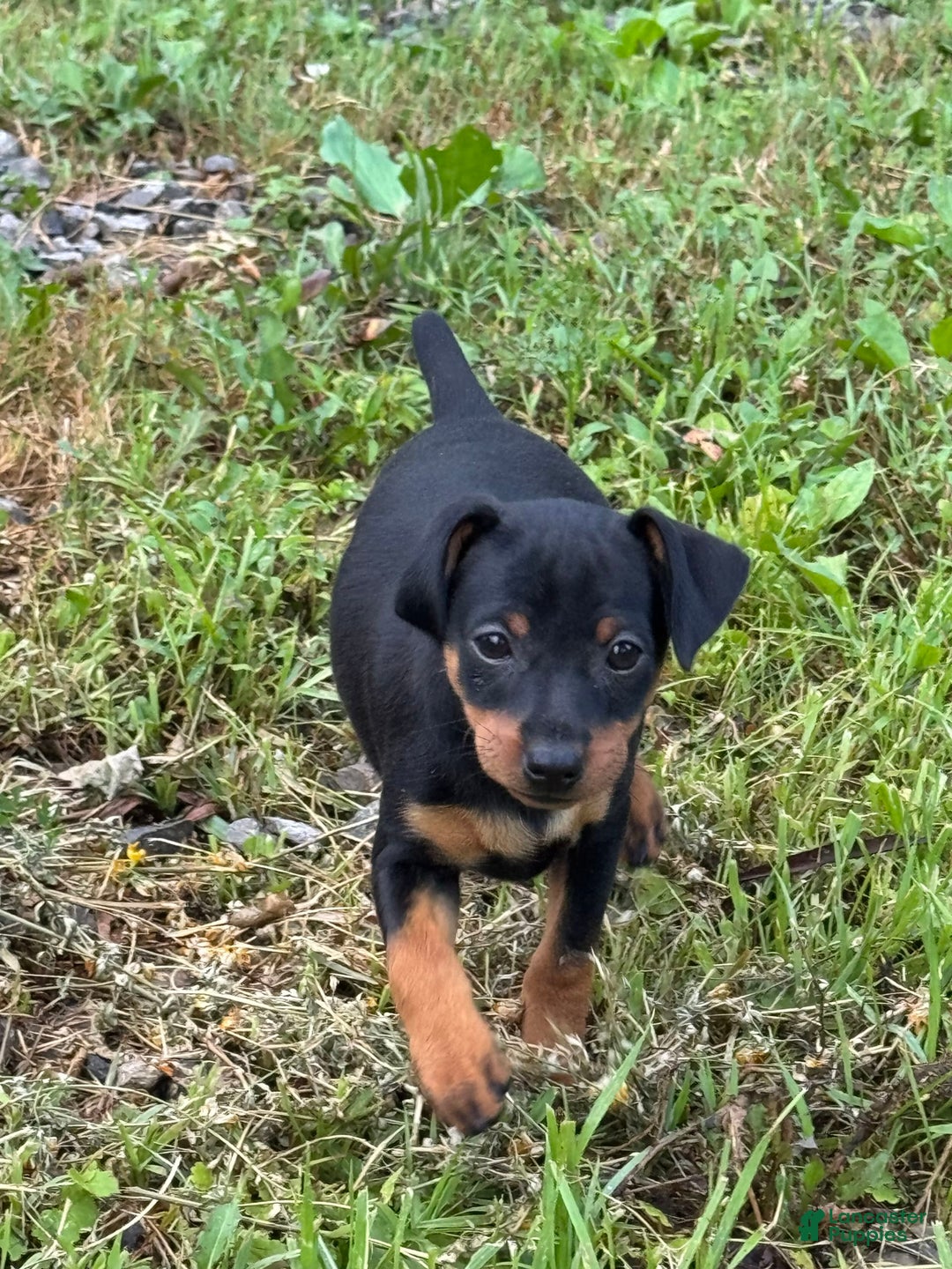Miniature Pinscher dogs for sale: Violet - Image 6