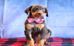 Doberman Pinscher dogs for sale: Dakota - Image 7