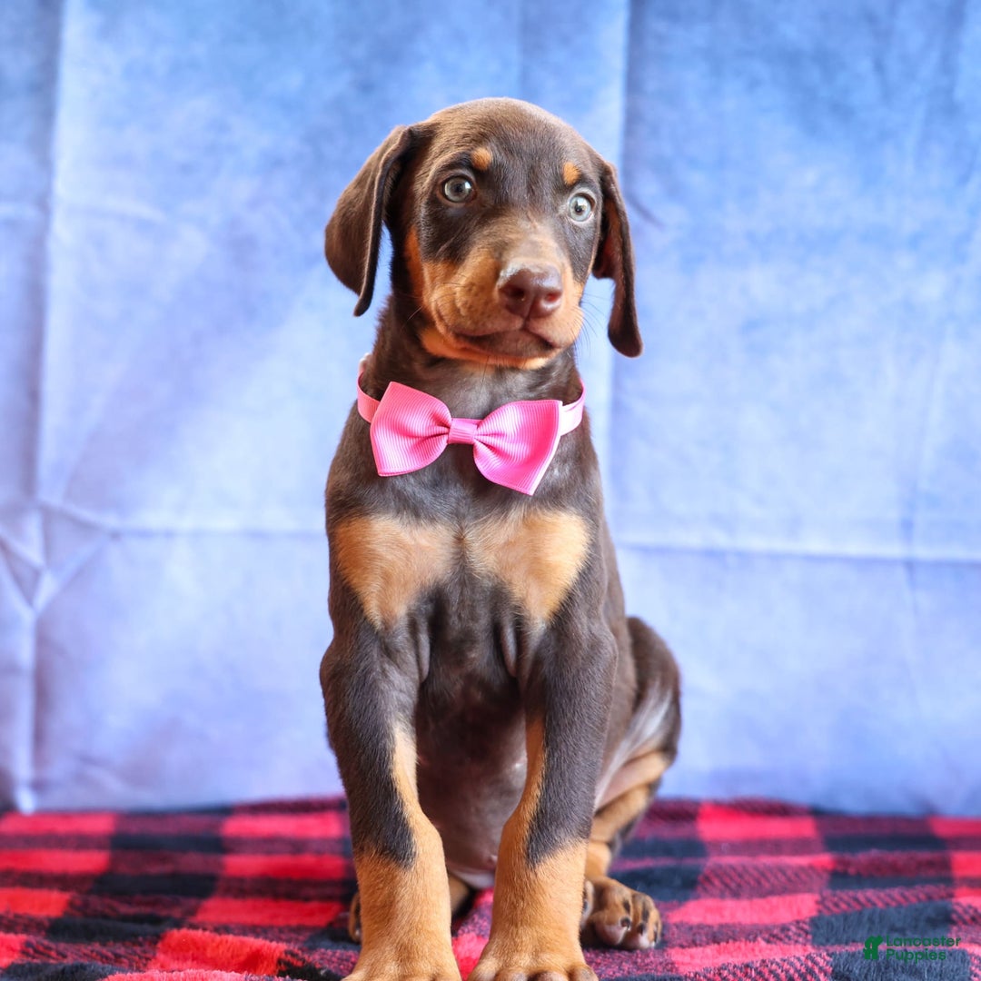 Doberman Pinscher dogs for sale: Dakota - Image 7