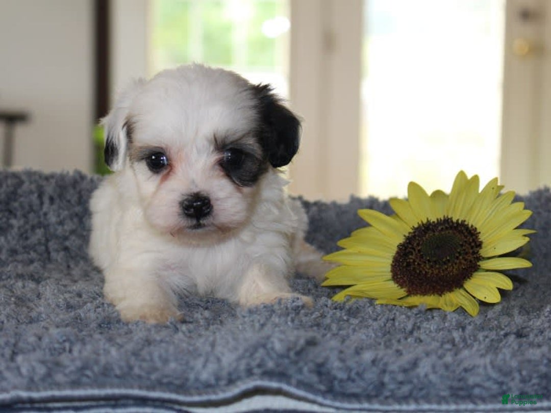 Teddy Bear dogs for sale: Parker - Image 2