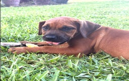 South African Boerboels dogs for sale: Half Pint - Image 5