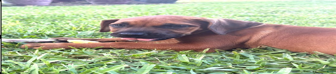 Half Pint