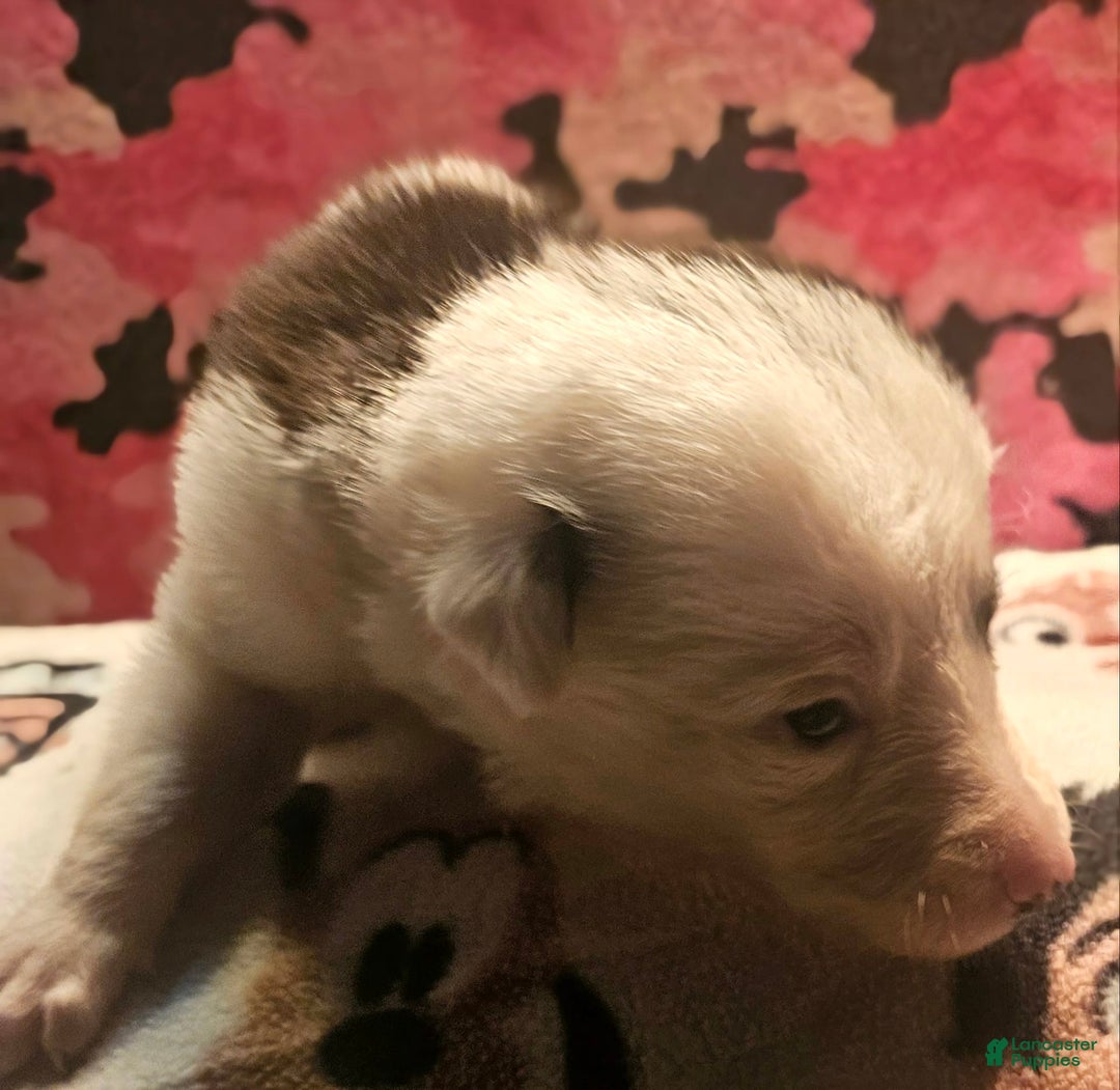 Border Collie dogs for sale: I-dog - Image 22