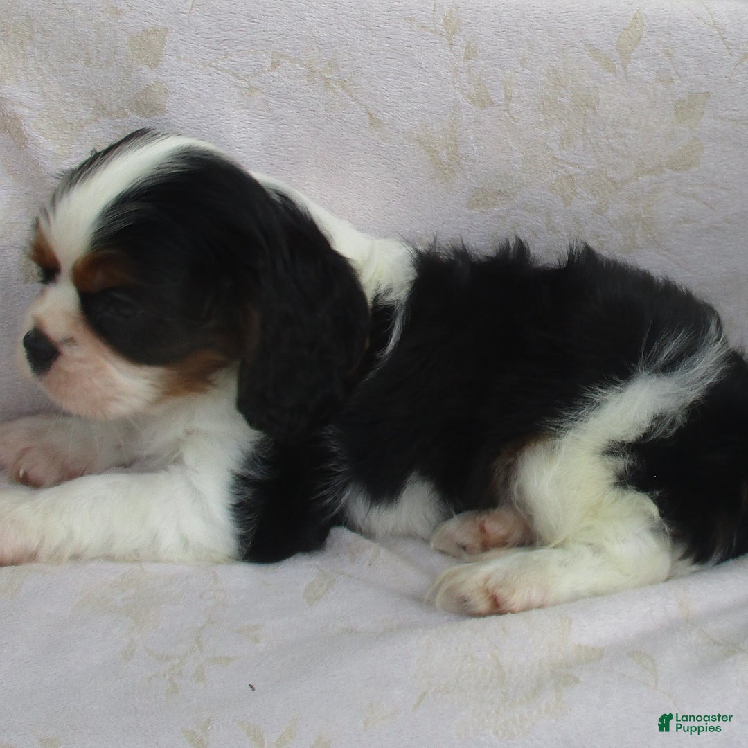 Cavalier King Charles Spaniel dogs for sale: Cavalier King Charles Spaniel 3 puppies - Image 3