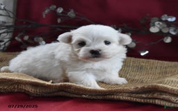 Maltese dogs for sale: Brice - Image 5