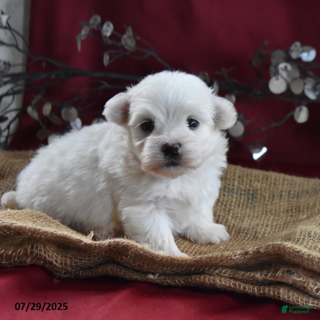 Maltese dogs for sale: Brice - Image 5