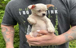 Chihuahua dogs for sale: Bianca - Image 5