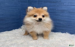 Pomeranian dogs for sale: Desiree - Image 8
