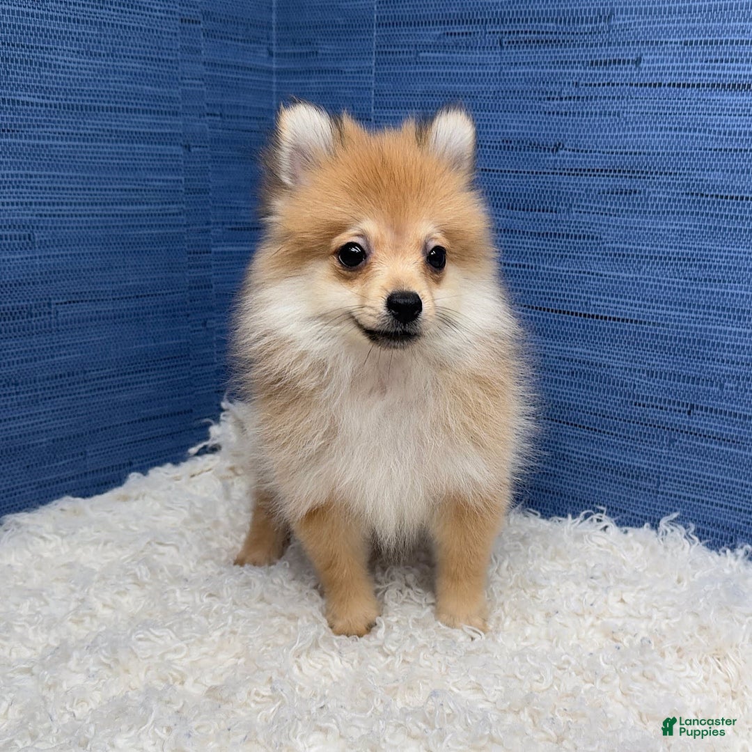 Pomeranian dogs for sale: Desiree - Image 8