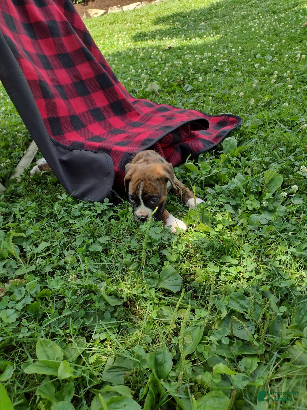 Boxer dogs for sale: Ryder - Image 6