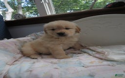 Golden Retriever dogs for sale: Hershey - Image 19